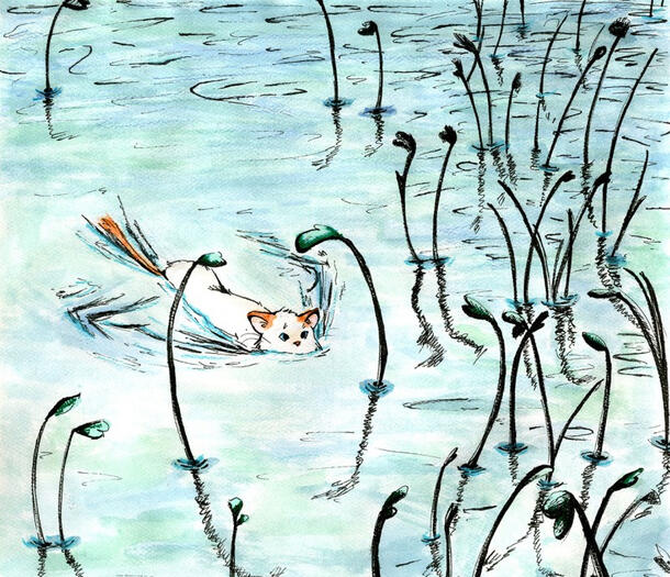 Turkish Van Swimming